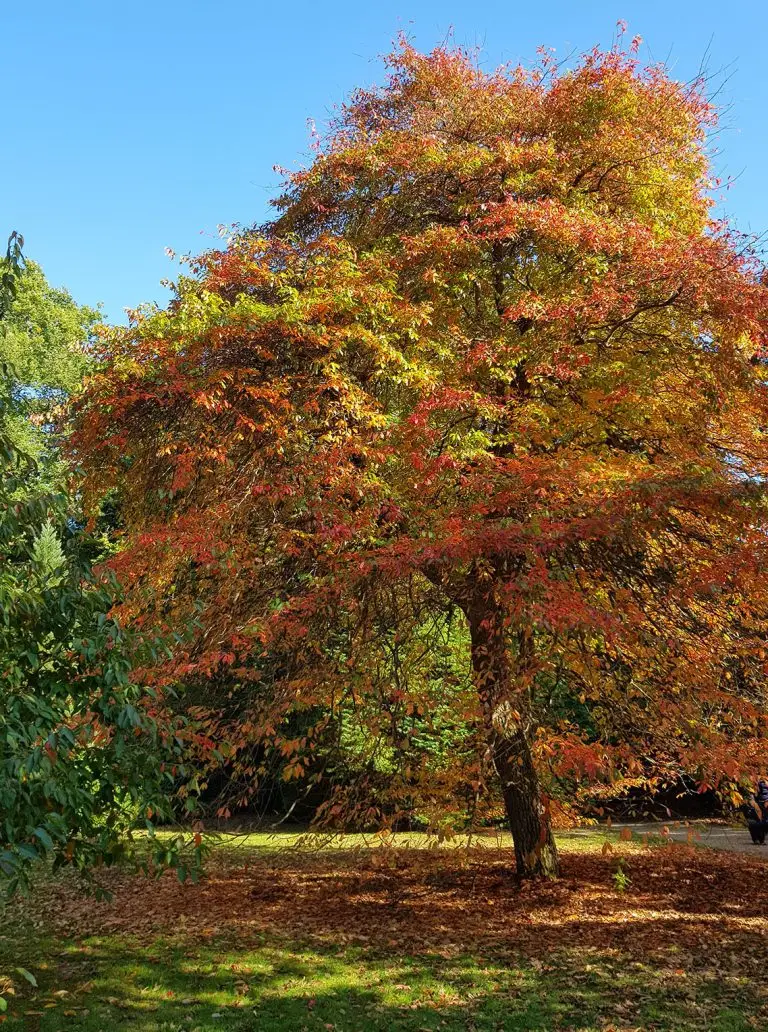 autumn_tree