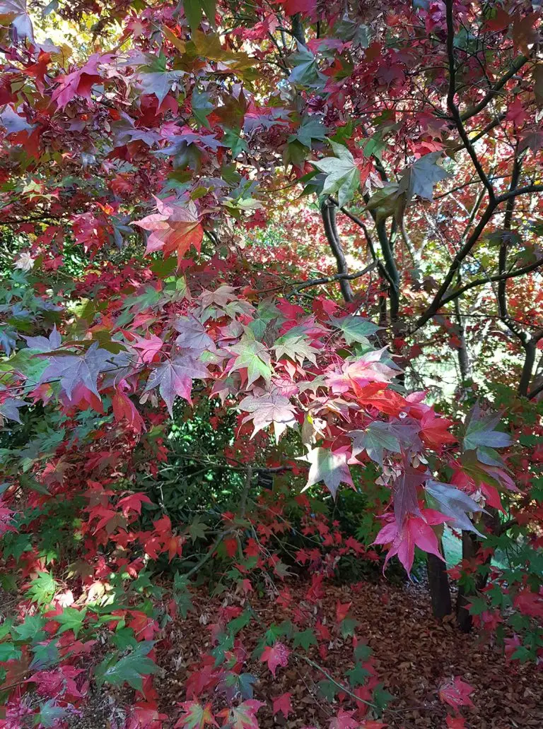 w_t_leaves